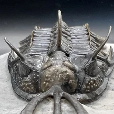 Walliserops trifurcatus – Exceptional Devonian Trilobite (Top Quality) 