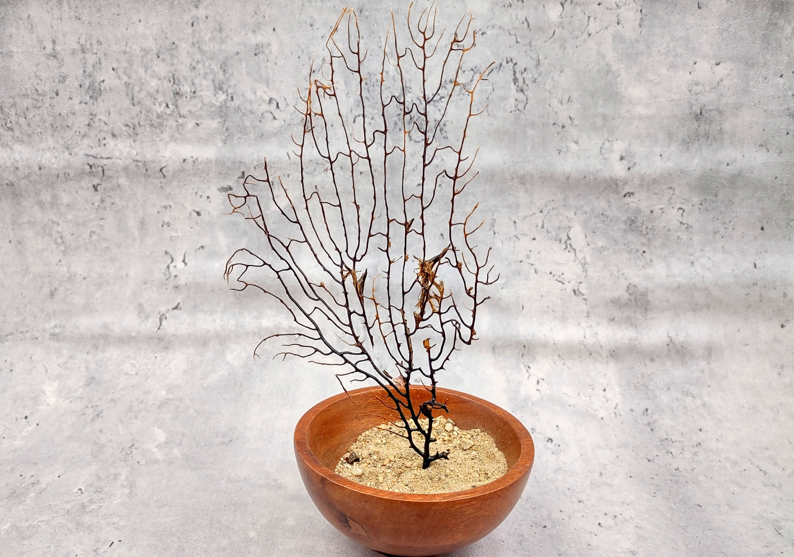 Black Sea Fan Coral Gorgonia Ventalina (1 fan approx. 7-9+ inches)