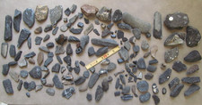 150 Bulk Fossil Lot Amelia Island, Florida Mammal Marine Extinct Bone Teeth 5lbs