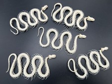 Animal Taxidermy 5 PCs  Real Snake Skeleton Skull Animal Specimens About 35-40cm