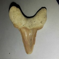 gro&szlig;er versteinerter Hai Zahn Otodus 5cm Nr.69 Fossil Haizahn Shark Tooth Fossil