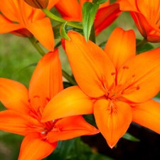 LILIUM Orange Ton LILY  BULBS PERENNIAL PRETTY GARDEN PLANT SUMMER FLOWERING