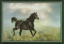 Arabian horse, Oset postcard.  Equus card from Poland.