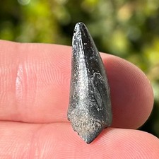 NICE Fossil Crocodile Tooth Niger Africa Cretaceous Age Croc Elrhaz Formation