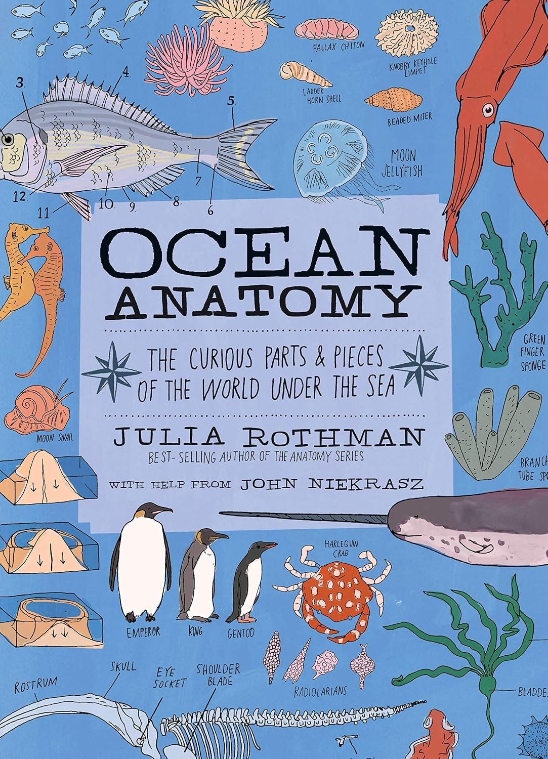 Ocean Anatomy by John Niekrasz, Julia Rothman - 9781635861600 - Image 8