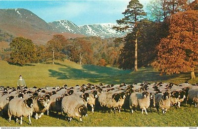 AK - Tiere - Schafe - Gathering Sheep at Rydal Park, Ambleside - C