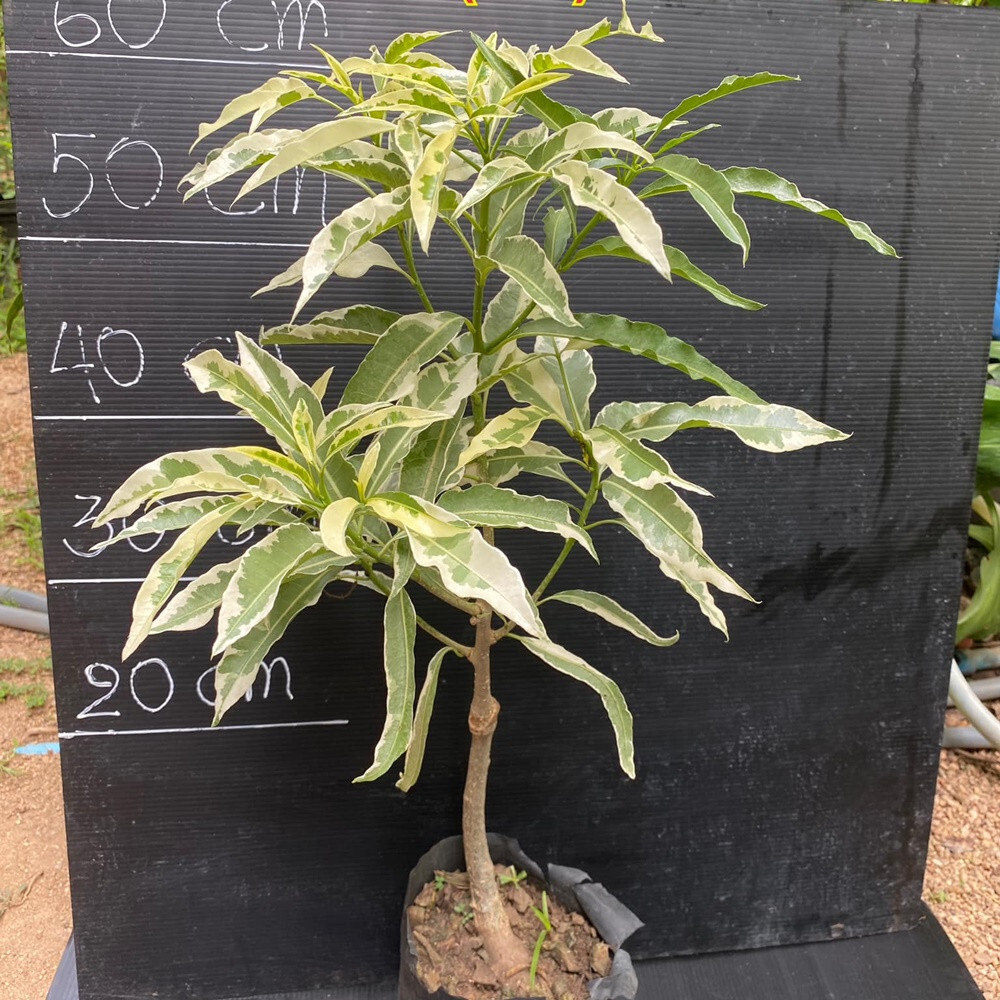 Baobab Adansonia Za Variegated Grafted Plant Fruit Tree Tropical