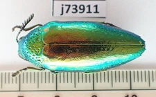 j73911. Unmounted Insects: Buprestidae sp. Central Vietnam. Nghe An