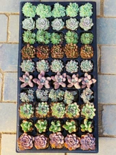 50 Packs Live Assorted Rosette Echeveria Succulent Plants rooted in 2'' planters