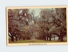 Live Oaks  Spanish Moss Q-48906