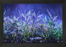 P L A N T Framed Wall Art Poster Canvas Print Picture