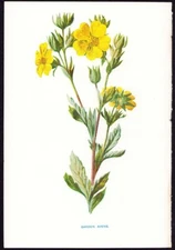 c1879 Hulme Flowers Antique Botanical Print Garden Avens - Potentilla alpestris