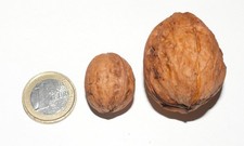 Winzige Waln&uuml;sse , 40 St&uuml;ck, 2 - 2,5 cm klein, Ideal zum Basteln+ Dekorieren