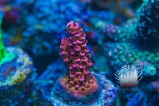 PC Rainbow Acro ReefNation  Coral Frag SPS Zoa LPS Paly Polyps
