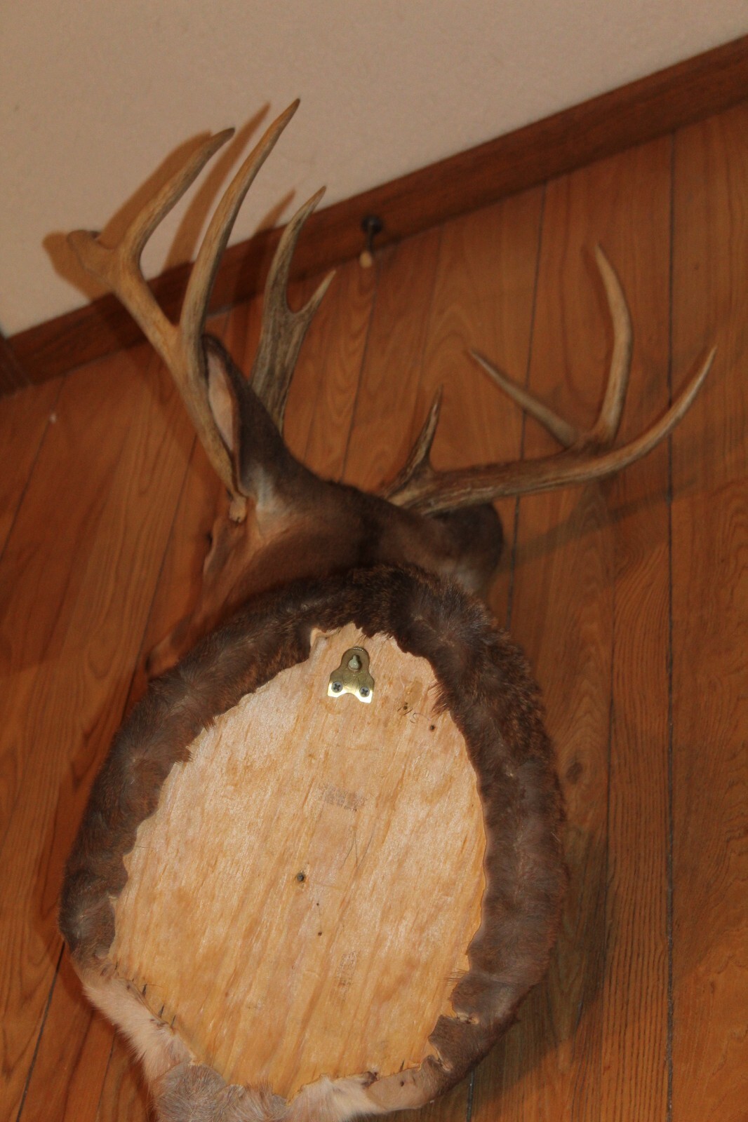 Whitetail Deer Head Shoulder Mount Taxidermy Cape Shed Antler Hunt Mule Rack