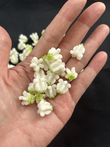 100 PCS White Clay Calotropis Gigantea Crown Flower ( 02) for Jewelry Making - Picture 2 of 24