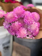 Digital Image Photo Wallpaper Background Desktop Pink Flowers! Only 0.99 Cent!