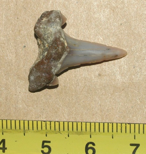 Otodontid shark tooth, Cretalamna appendiculata, Cretaceous of Tambov reg.Russia - Picture 16 of 16