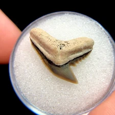 Small Gorgeous North Florida Tiger Shark Tooth Fossil Sharks Teeth Fossils FL