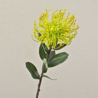 Artplants KüNstliche Protea Baily, Gelb, 50Cm, Ø12Cm