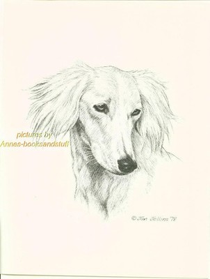#185 SALUKI portrait dog art print * Pen and ink drawing by Jan Jellins