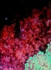 Atomic Broccoli Red Sparkle Macro Algae Saltwater Refugium Reef Tank Plant