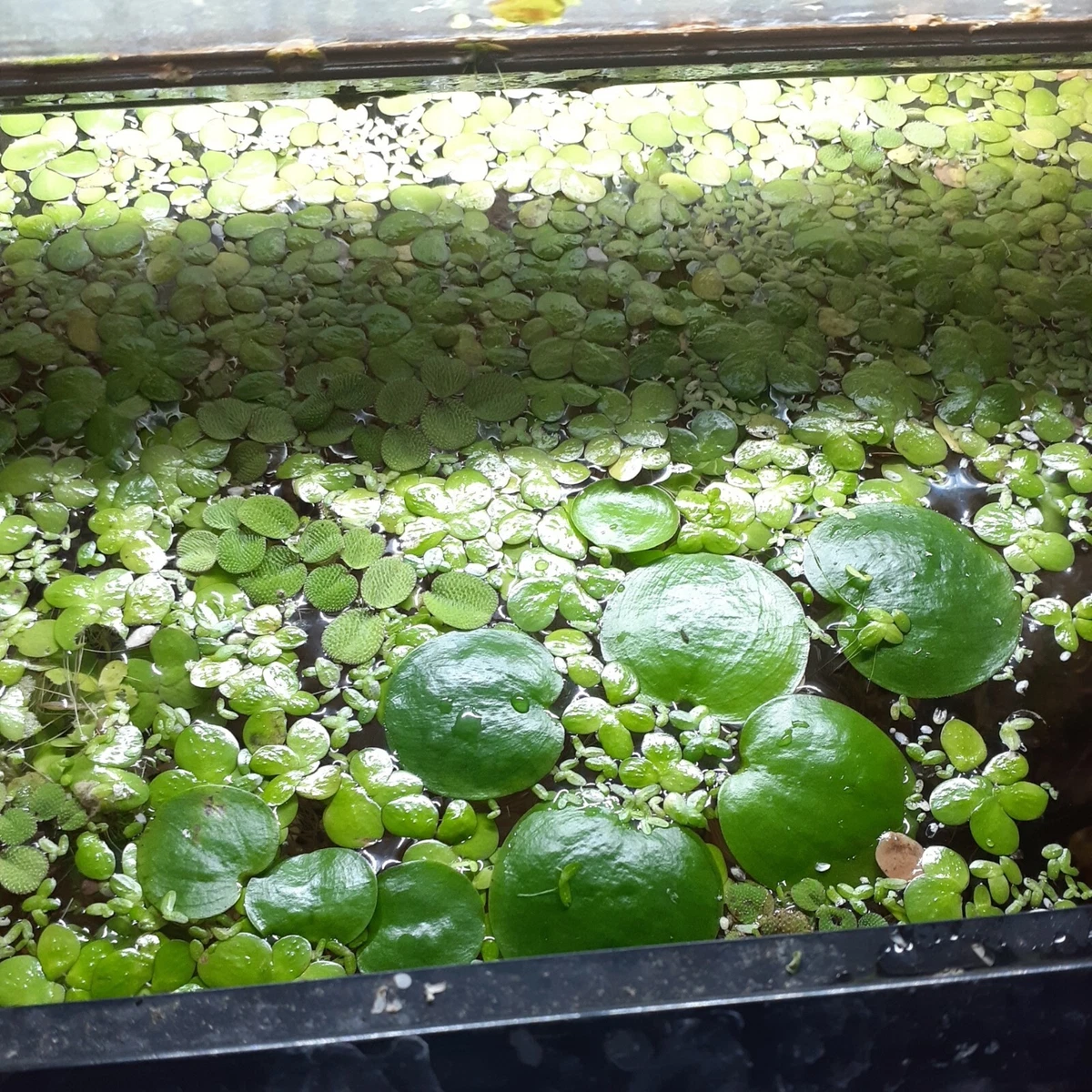 Frogbit