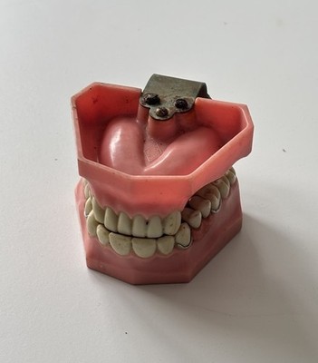 Vintage Densco Hinged Teeth Dental Display Model Learning Dentist Student
