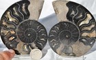 Large Black Ammonite PAIR Deep Crystals 110myo FOSSIL LRG 93mm 3.6"  9395ee — photo 1