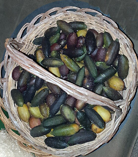 FINGER LIME FRUITS CAVIALE DI LIMONE - 4 confezioni da almeno 50g cad. - Foto 2 di 4
