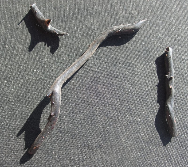 black coral, Antipatharian, biological specimen 3 pieces