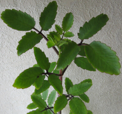 pflege kentia palme Kentia Palme Ø:24 H:170 cm main image 0