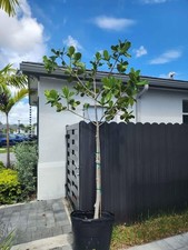 florida native Clusia Rosea – Autograph Tree | $99.99 -