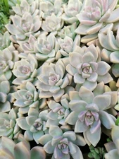 Rare Echeveria Ghost Succulent plant 15 Leaves For Propagation