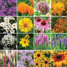 Wildflower Mix NORTHEAST ALL PERENNIAL Heirloom USA 16 Species NonGMO 1000 Seeds