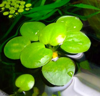 frogbit aquarium plant, watergarden and pond plant 15x lily pads