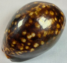 Glossy Mauritian Cowrie shell Mauritia Mauritiana 79.8mm Ocean Display
