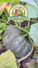 Rare Mexican Tropical Tamalayota Squash10 Seeds-calabaza Tamalayota10 Semillas