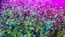 250 Alfalfa Microgreen Seeds for Growing Very Healthy Microgreens