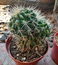 Echinocactus Grusonii Golden Barrel Cactus "DOUBLE"  Ships In A 3.5" Pot Nice!