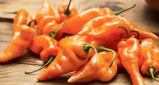 Habanada Pepper Seeds (15) / ORGANIC / HABANERO FLAVOR W NO HEAT / VERY RARE
