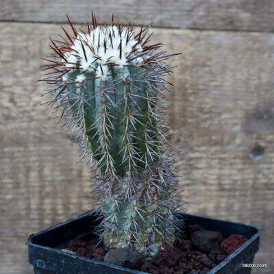 D2795 COPIAPOA CALDERANA pot10-H15-W5,5 cm MaMa Cactus | eBay
