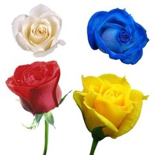 Hot Rose Bush Rare seeds Fragrant Rose 100Pcs Flower seeds