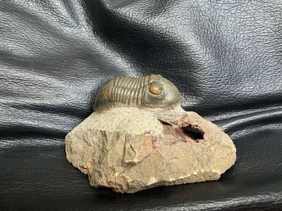 Fossil Trilobit Paralejurus - Devonzeit - Marokko -