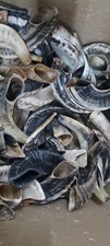 1 X Kosher Natural Ram Horn Shofar size 14-16" 35-40cm Curved Made in Israel