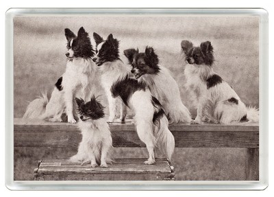 SCHMETTERLING HUNDE HUNDE GRUPPE KUNSTDRUCK ACRYL NEUHEIT KÜHLSCHRANKMAGNET TOLLES GESCHENK