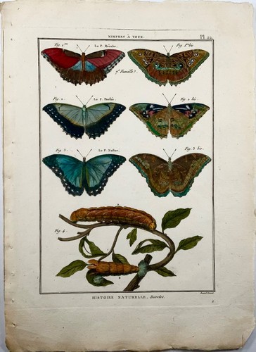 1794 Butterflies, Nymphes, Latreille, hand coloured quarto engraving, insects - Picture 2 of 4
