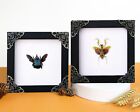 2 Real Framed Dried Mantis & Bee Shadow Box Taxidermy Insect Teaching Collection
