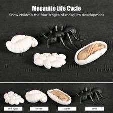 —Educational Insect Life Cycle Figurines Ant Growth Model Toy For School