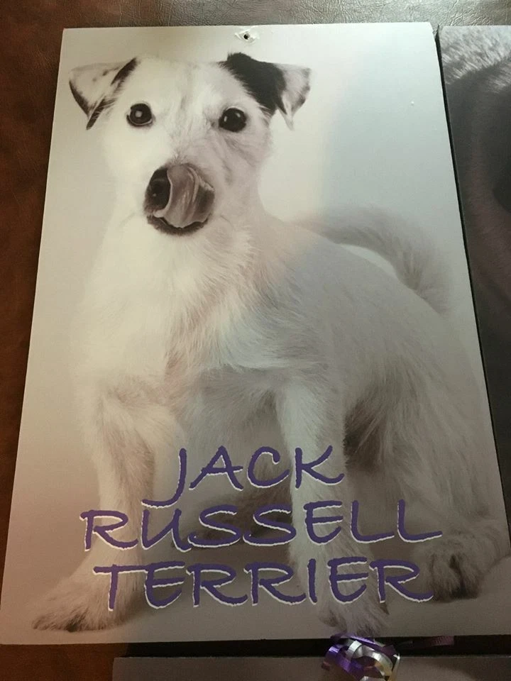 Placas fotográficas peça central festa "tema cachorro" bar/morcego Mitzvah - Imagem 2 de 4